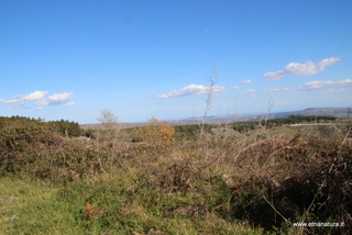 Bosco della Contessa